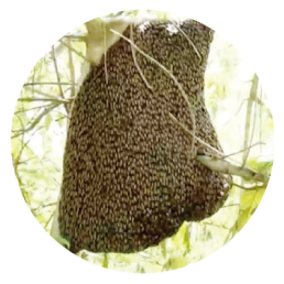 �쐶�̑�����̎�