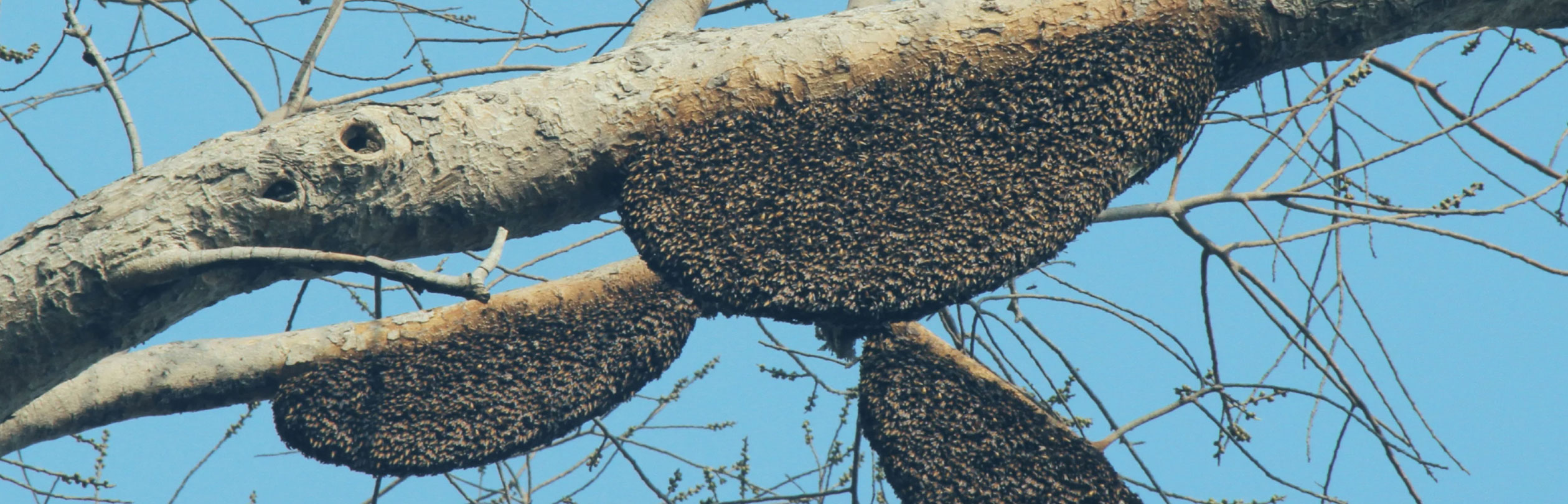 野生のハチの巣