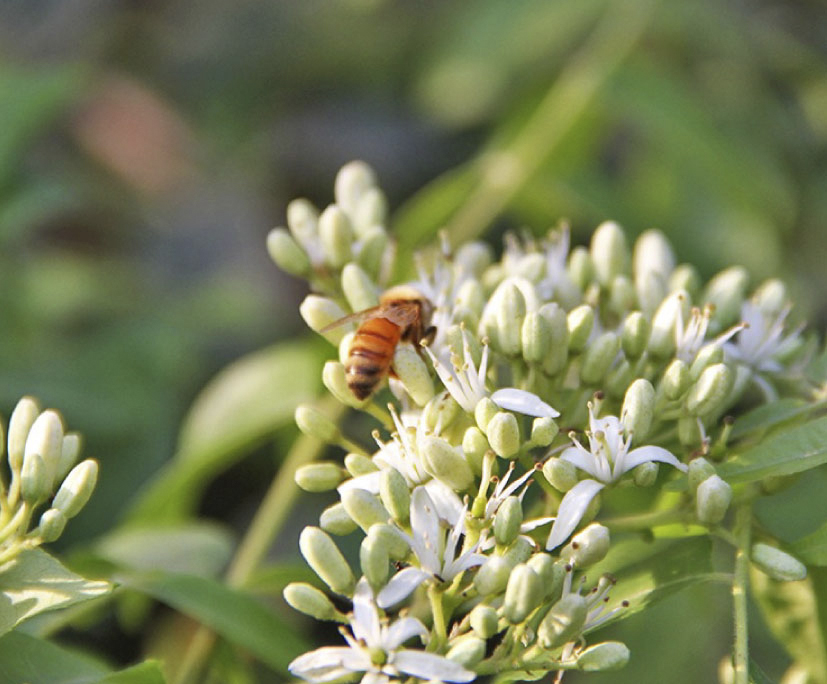 100%野生のハチ達