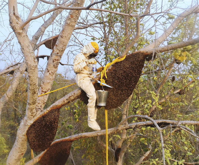持続可能な採蜜方法